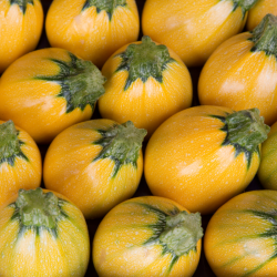 Courgette ronde jaune - lot...